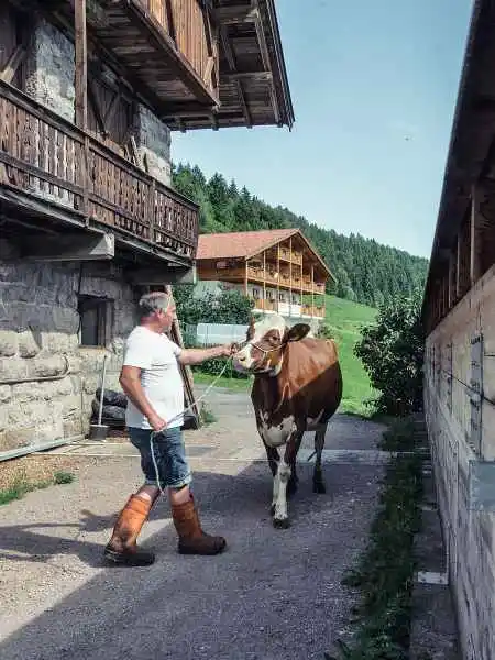 Landwirtschaft auf dem Bauernhof in Vöran mit Kuh und Stallarbeit in SüdtirolMucca in agriturismo a Verano vita contadina Alto Adige allevamento tradizionale